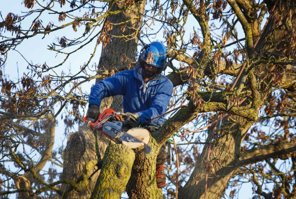 Tree Service