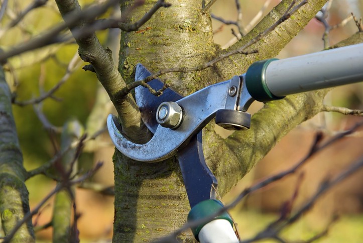 Tree Trimming